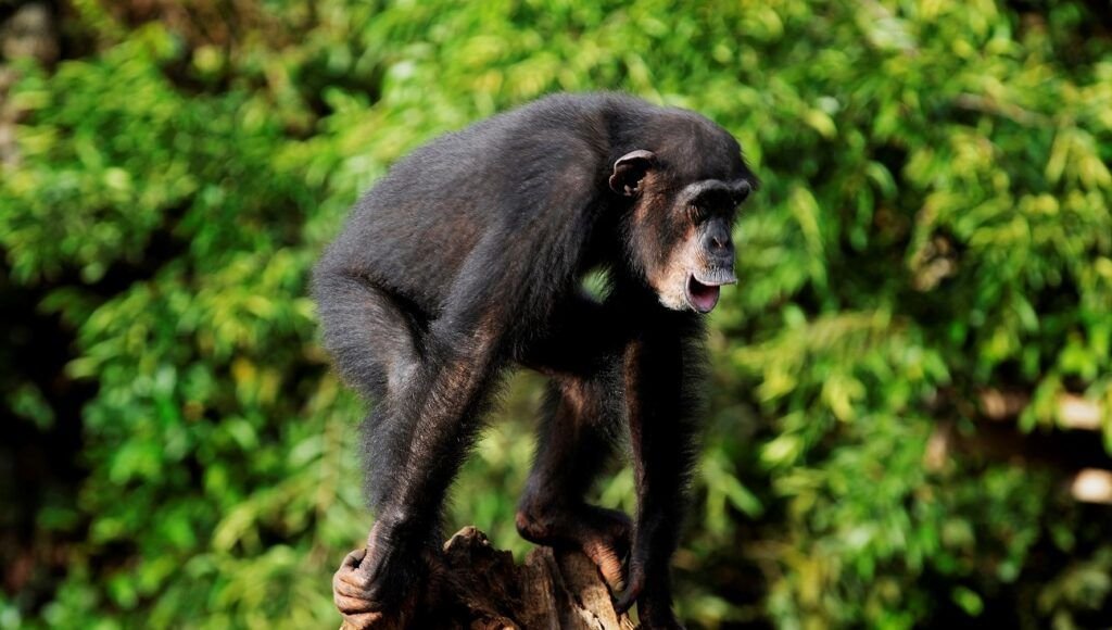 Wildlife in Sierra Leone