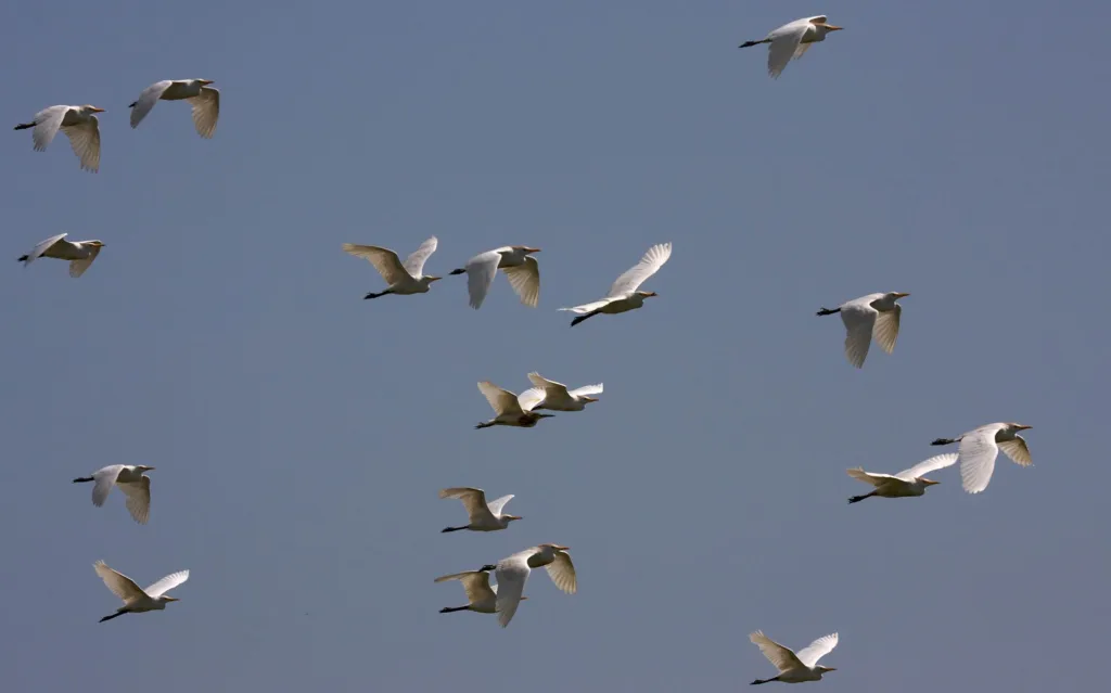 Best places for birdwatching in Sierra leone