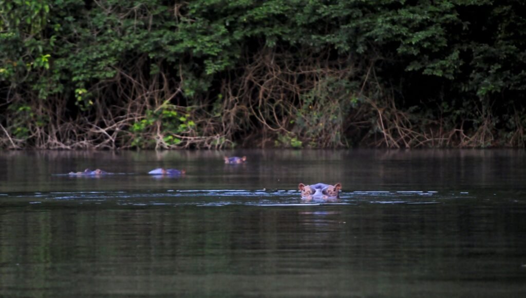 Pigmy Hippo at Outamba-Kilimi National Park
